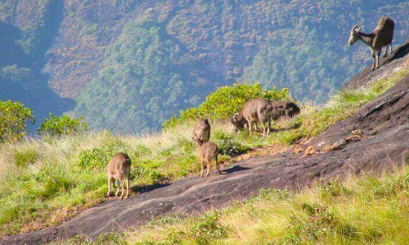 Rajamalai National Park